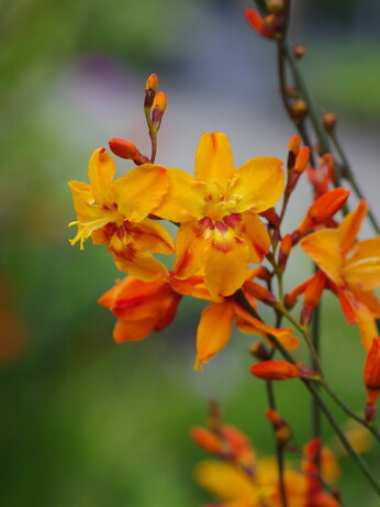 Our favourite perennials for late summer colour Our favourite perennials for late summer colour