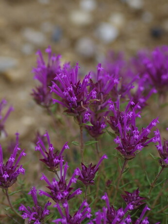 How to grow herbs and what to do with them How to grow herbs and what to do with them
