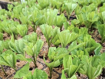 Propagation jobs this month Propagation jobs this month
