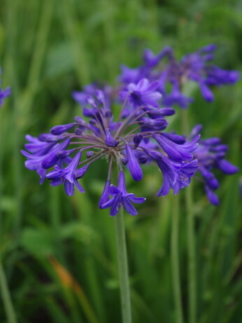 Plant profile - eryngium Plant profile - eryngium