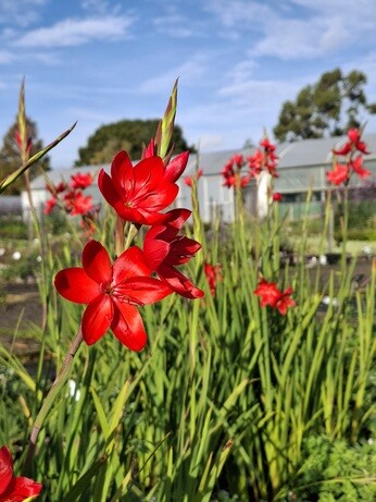 Weekly catch up with garden and propagation Weekly catch up with garden and propagation