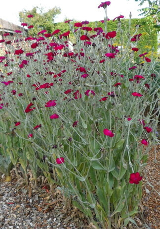 Weekly catch up with gardens & propagation Weekly catch up with gardens & propagation