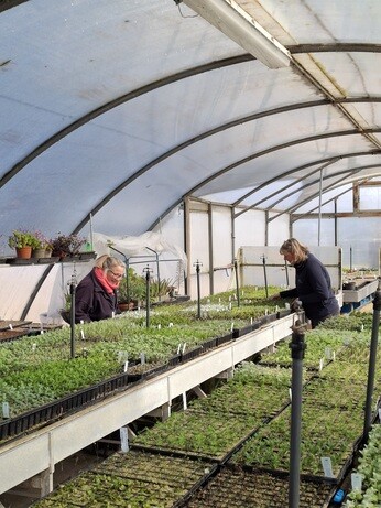 Weekly catch up with garden & propagation Weekly catch up with garden & propagation