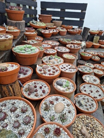 Weekly catch up with gardens & propagation Weekly catch up with gardens & propagation