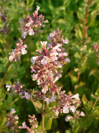 Nepeta (Catmint)- how to grow and care for Nepeta (Catmint)- how to grow and care for