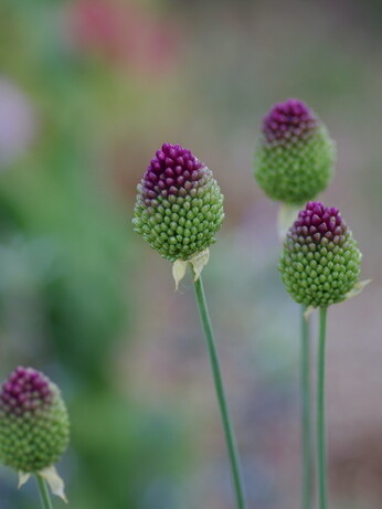 Weekly catch up with garden & propagation Weekly catch up with garden & propagation