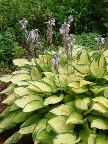 How to grow and get the best from your hostas How to grow and get the best from your hostas
