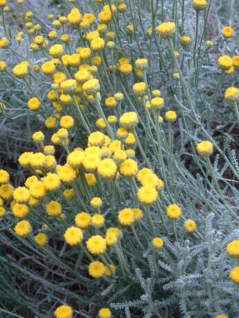 Top 12 drought-resistant plants Top 12 drought-resistant plants