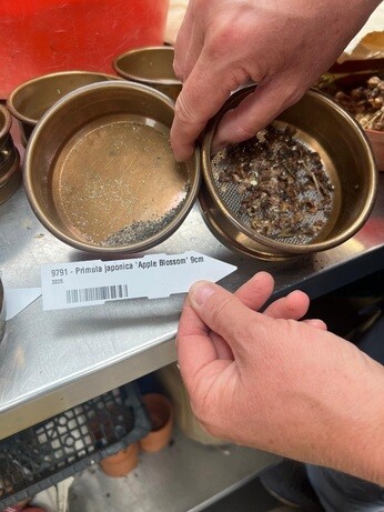 Weekly catch up with garden & propagation Weekly catch up with garden & propagation