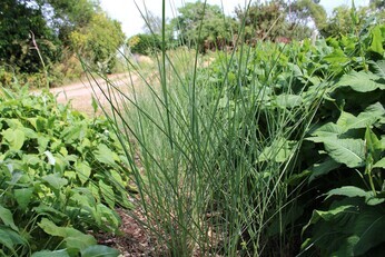 Plant Strategies in the Stock Beds Plant Strategies in the Stock Beds
