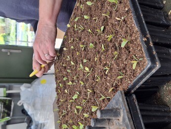 Weekly catch up with garden & propagation Weekly catch up with garden & propagation