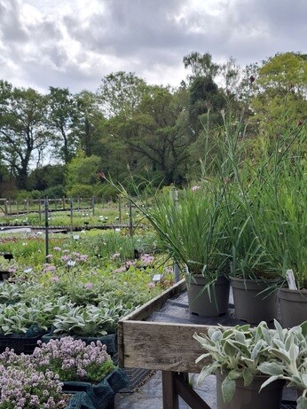 Weekly catch up with garden & propagation Weekly catch up with garden & propagation