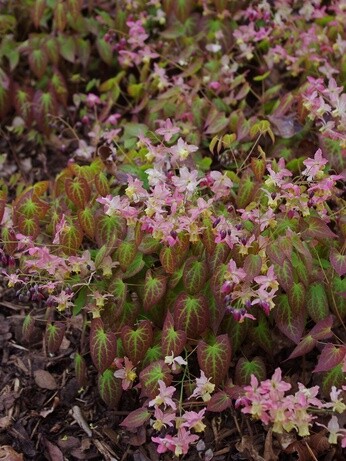 Autumn Planting: helping gardeners adapt to a changing climate Autumn Planting: helping gardeners adapt to a changing climate