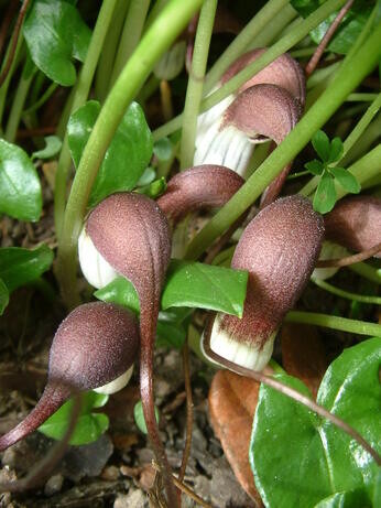 Top 10 unusual plants for a shady area Top 10 unusual plants for a shady area