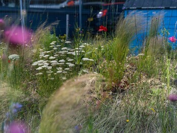 Beth Chatto's Meanwhile Garden Beth Chatto's Meanwhile Garden