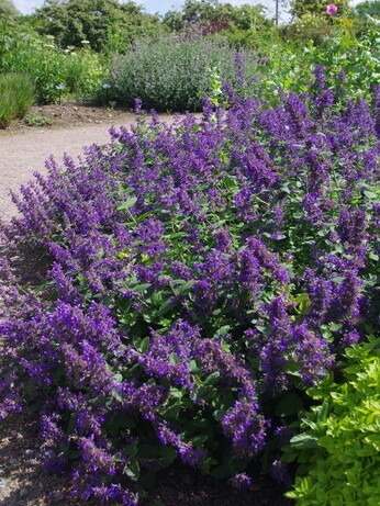 Eremurus: The Garden’s most sumptuous spires Eremurus: The Garden’s most sumptuous spires