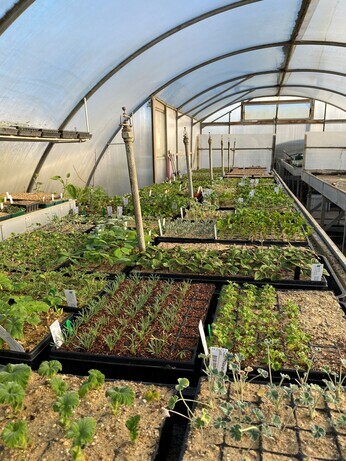 Winter Propagation- Root Cuttings Winter Propagation- Root Cuttings