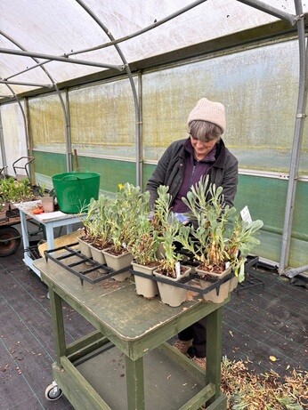 Weekly catch up with garden & propagation Weekly catch up with garden & propagation