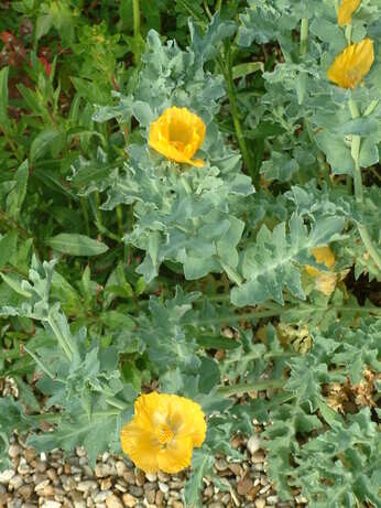 Plants that have stood up to the summer - Gravel Garden Plants that have stood up to the summer - Gravel Garden