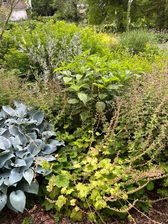 Weekly catch up with garden and propagation Weekly catch up with garden and propagation