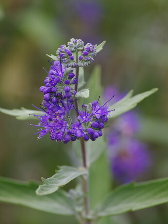Plant profile - caryopteris Plant profile - caryopteris