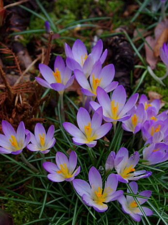 Our favourite spring bulbs Our favourite spring bulbs