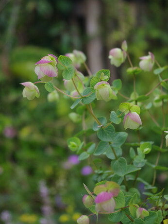 Weekly catch up with garden & propagation Weekly catch up with garden & propagation