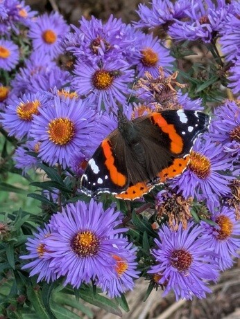 Weekly catch up with garden & propagation Weekly catch up with garden & propagation