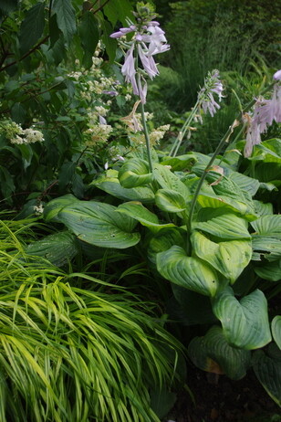How to grow and get the best from your hostas How to grow and get the best from your hostas