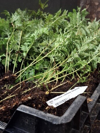 Weekly catch up with garden & propagation Weekly catch up with garden & propagation