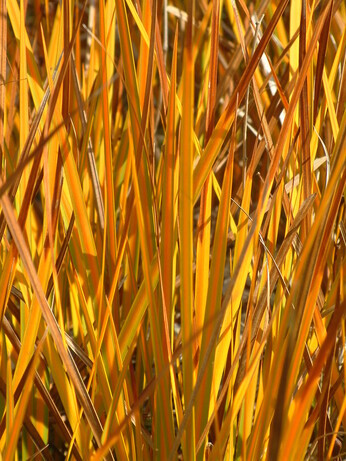 Top 10 early spring plants Top 10 early spring plants