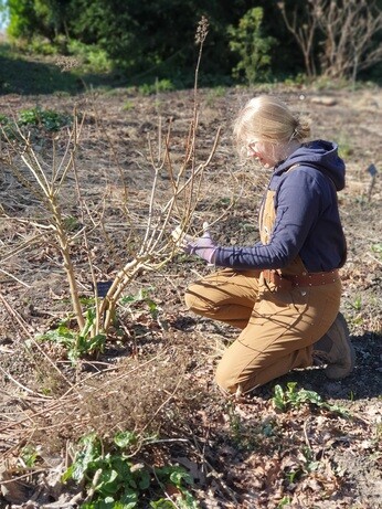 Weekly catch up with gardens & propagation Weekly catch up with gardens & propagation