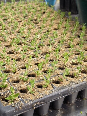 Weekly catch up with garden and propagation Weekly catch up with garden and propagation