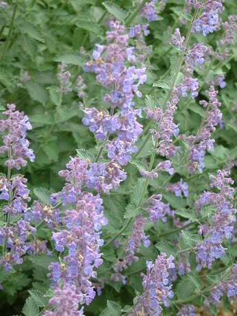 Top 12 drought-resistant plants Top 12 drought-resistant plants