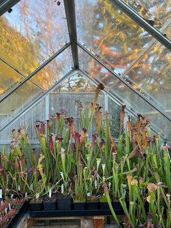 Winter propagation-carnivorous plants Winter propagation-carnivorous plants