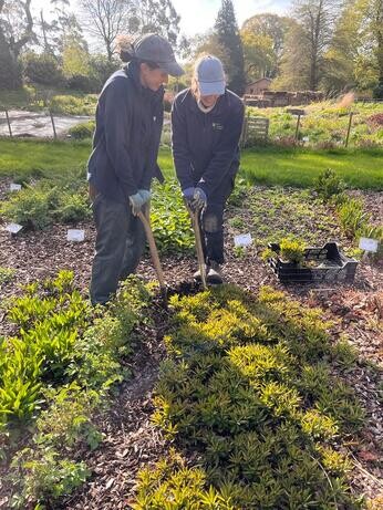 Rejuvenating a Tired Garden Border Rejuvenating a Tired Garden Border
