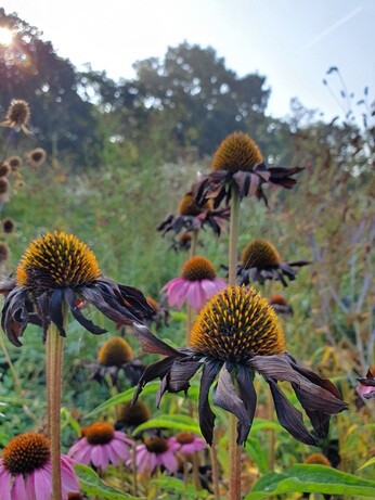 Favourite winter seedheads for wildlife Favourite winter seedheads for wildlife