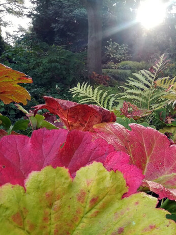 Perennials for Great Autumn Colour Perennials for Great Autumn Colour
