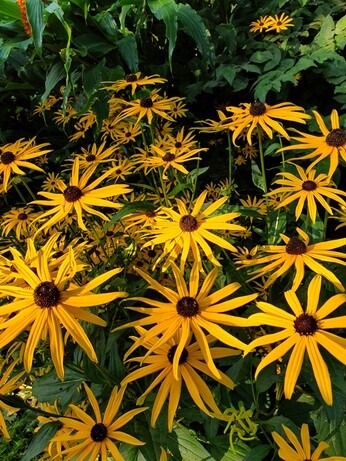 Top 10 moisture loving plants Top 10 moisture loving plants