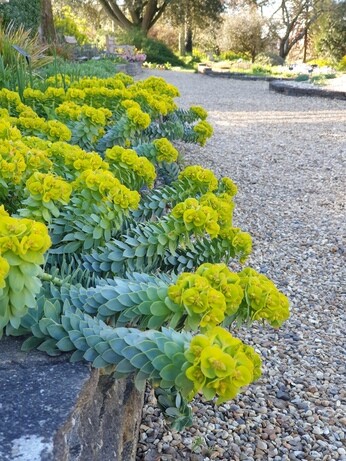 Weekly catch up with garden & propagation Weekly catch up with garden & propagation