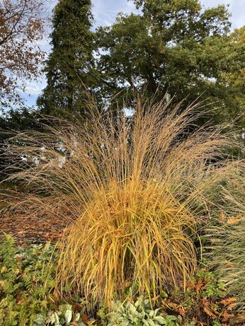 Perennials for Great Autumn Colour Perennials for Great Autumn Colour