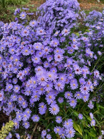 Plant profile - Bistorta amplexicaulis Plant profile - Bistorta amplexicaulis