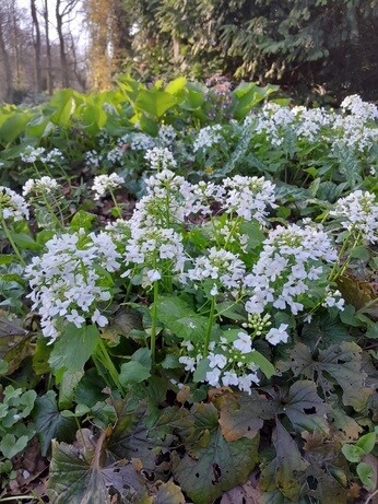 Weekly catch up with gardens & propagation Weekly catch up with gardens & propagation