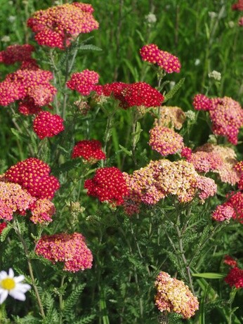 Gardening Dilemmas - Part 5 Gardening Dilemmas - Part 5
