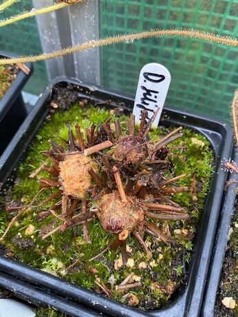 Winter propagation-carnivorous plants Winter propagation-carnivorous plants