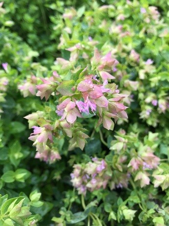 Perennials and tender plants for gorgeous seasonal container displays Perennials and tender plants for gorgeous seasonal container displays