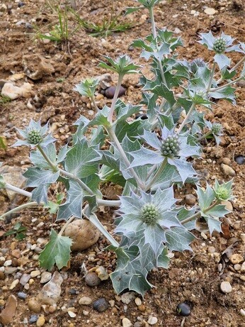 How to grow eryngium (sea holly) How to grow eryngium (sea holly)