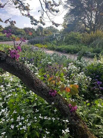 Weekly catch up with garden and propagation Weekly catch up with garden and propagation