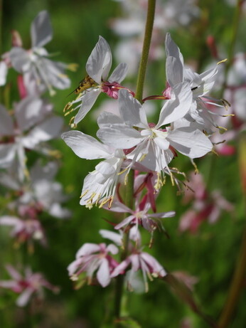 What's still in flower in October? What's still in flower in October?