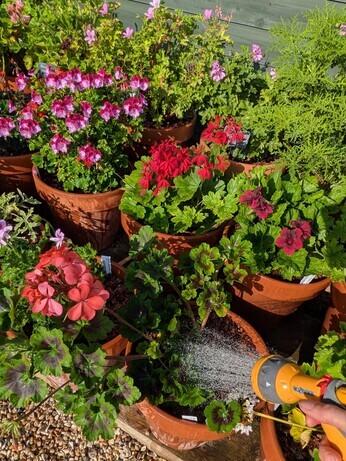 Weekly catch up with garden and propagation Weekly catch up with garden and propagation